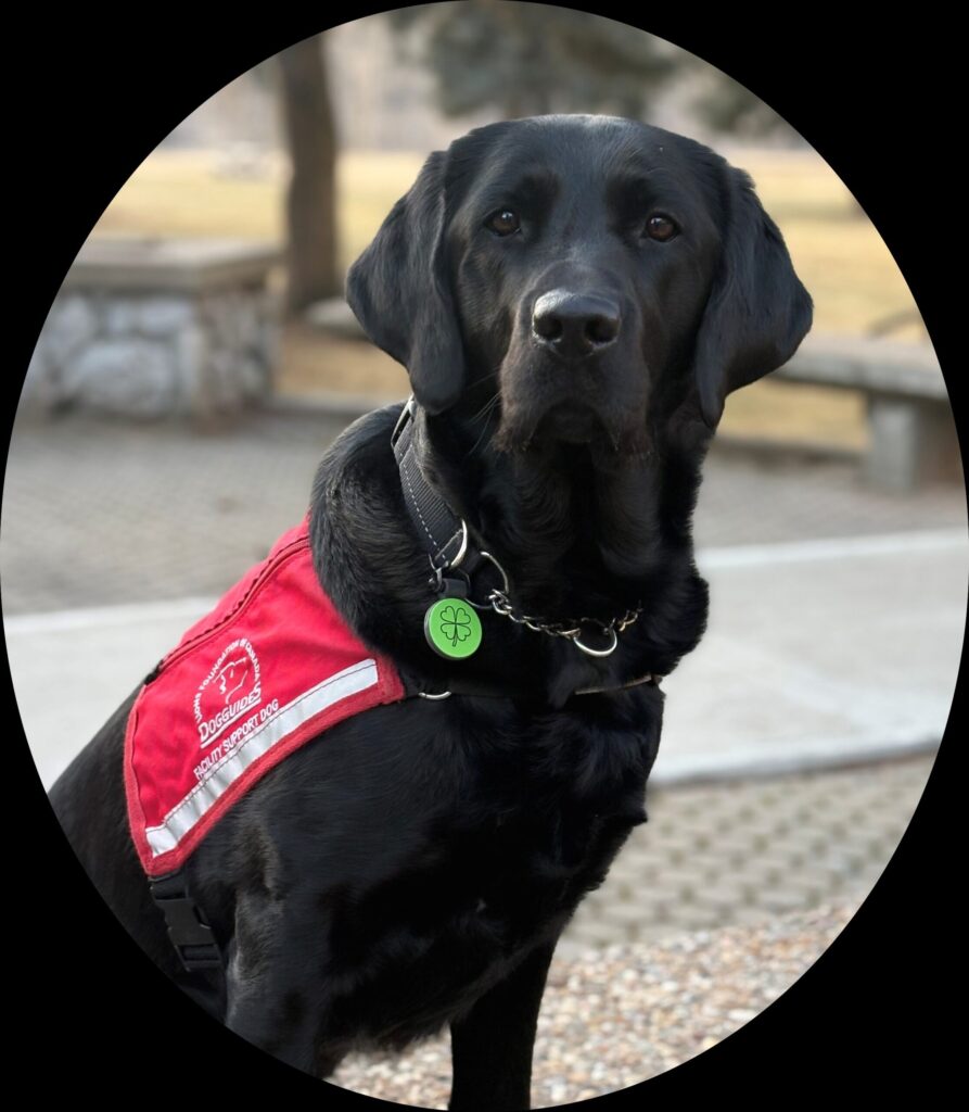 Ireland, Support dog at Lower Columbia CHC